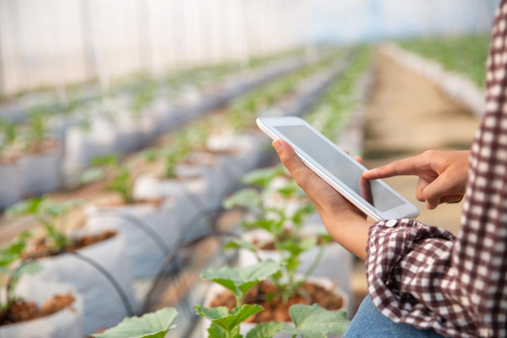 Mulher usando tablet em estufa agrícola